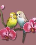 Анимашки, блестяшки Любовь птиц