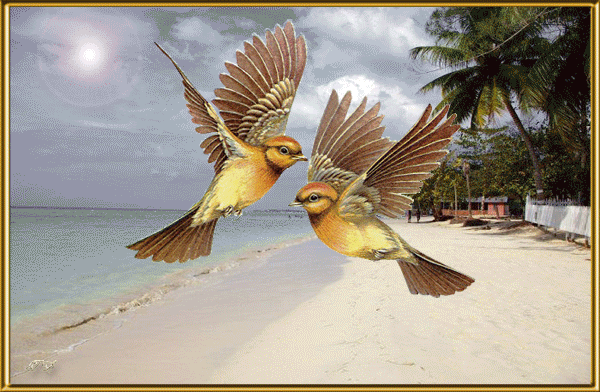 Птицы Анимашки, блестяшки красивые