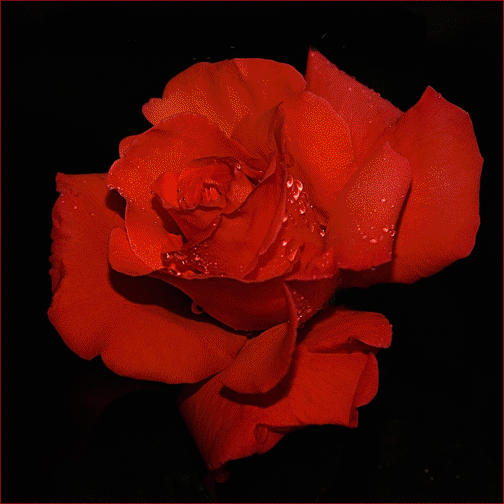 rozi (198)