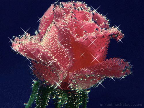 rozi (180)