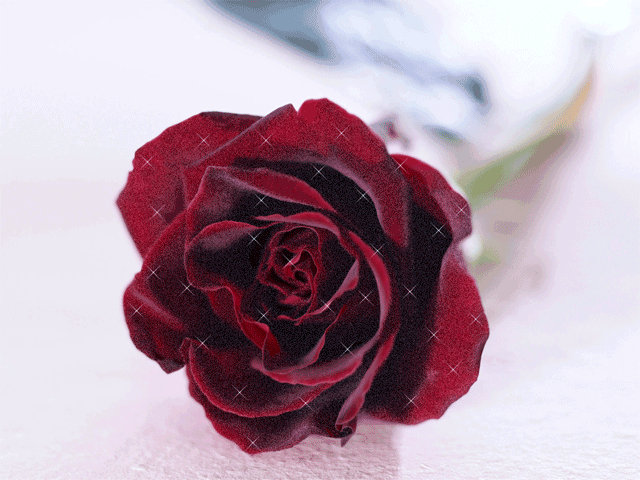 rozi (272)