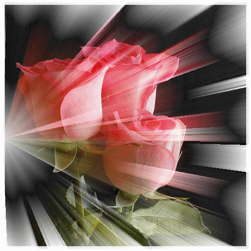 rozi (192)