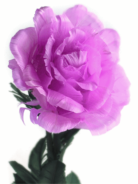 rozi (154)