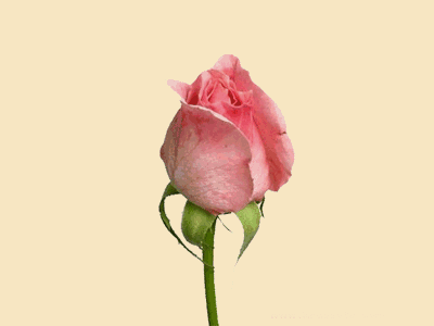 rozi (107)