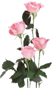 rozi (1)