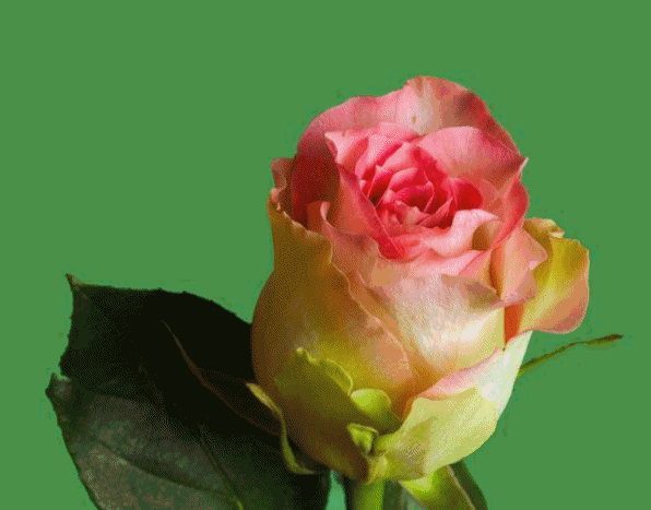 rozi (225)
