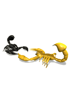 skorpion (4)