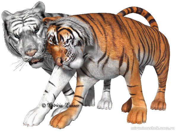tigr (42)