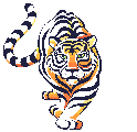 tigr (2)