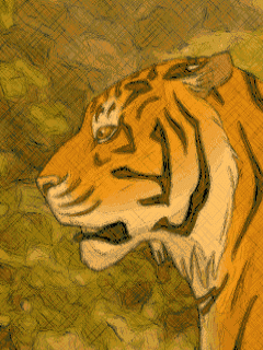 tigr (15)