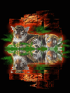 tigr (7)