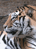 tigr (1)