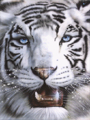 tigr (20)