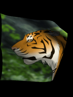 tigr (11)