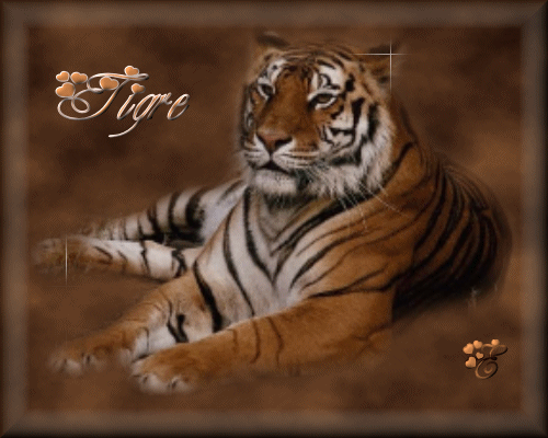 tigr (30)