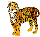 tigr (3)