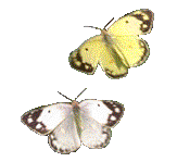 бабочка 5