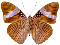 бабочка 1