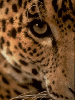 leopard (4)