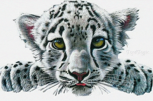 leopard (15)