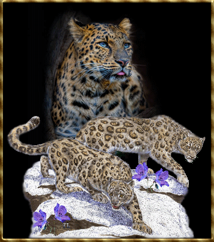 leopard (1)