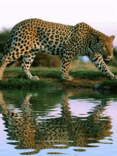 leopard (12)