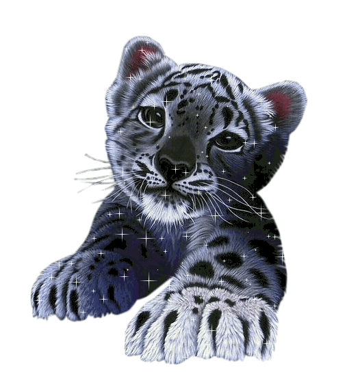 leopard (8)