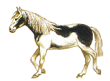 koni (5)