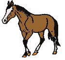 koni (1)
