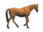 koni (2)