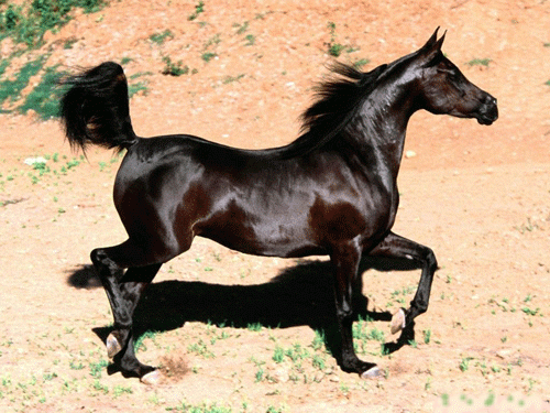 koni (42)